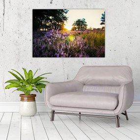 Tablou - Câmp cu lavandă (90x60 cm)