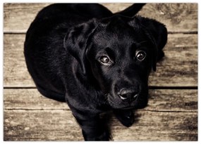 Tablou cu cățeluș negru (70x50 cm)