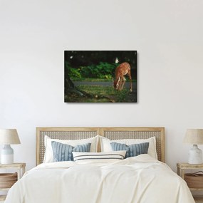 Tablou cu pui de cerb (70x50 cm)