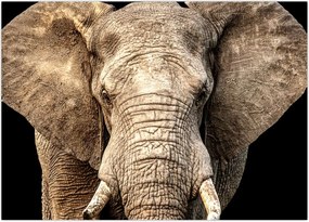 Tablou - Elefant african (70x50 cm)