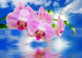 Fototapete, Orhideea roz si un peisaj marin Art.01169