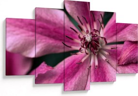 Tablou cu floarea roz de clematis (150x105 cm)