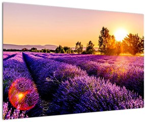 Tablou cu câmp de lavanda (90x60 cm)