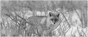Tablou - Vulpe,alb-negru (120x50 cm)