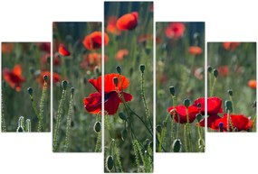 Tablou - Lunca cu maci (150x105 cm)