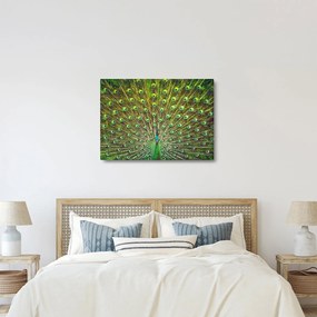 Tablou - Peacock (70x50 cm)