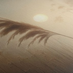 Tablou iarbă de pampas în lumina soarelui
