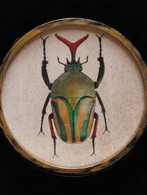 Set 2 tablouri cu insecte, cu rama din lemn, Beetles