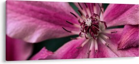Tablou cu floarea roz de clematis (120x50 cm)