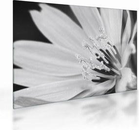 Tablou pe sticlă - Floare albă și neagră (70x50 cm)