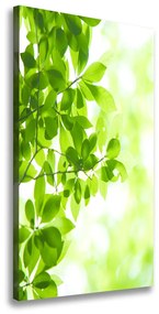 Print pe canvas Frunze verzi