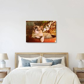 Tablou pe sticlă cu pisica în ghiveci (70x50 cm)