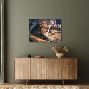 Tablou pe sticlă cu leul dormind (70x50 cm)