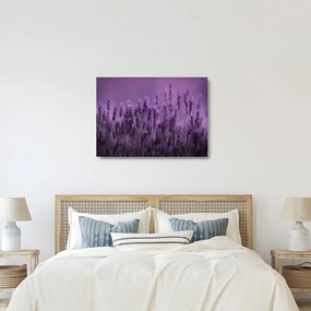 Tablou pe sticlă - Lavanda (70x50 cm)