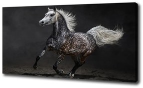 Tablou pe pânză Cal arab gray