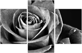 Tablou - Trandafir,alb-negru (90x60 cm)