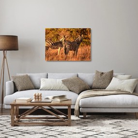 Tablou pe sticlă cu zebre (70x50 cm)