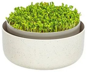 Plastia Microgreens, fildeșgerminare