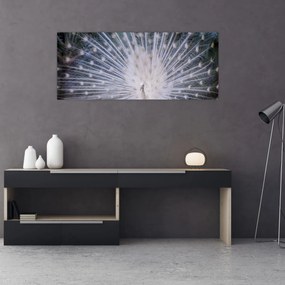 Tablou - Păun alb (120x50 cm)