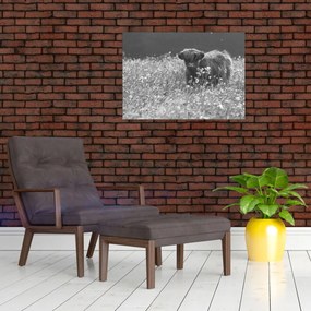 Tablou - Vacă scoțiană 5,alb-negru (70x50 cm)