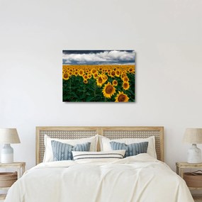 Tablou pe sticlă câmpului de floarea soarelui (70x50 cm)