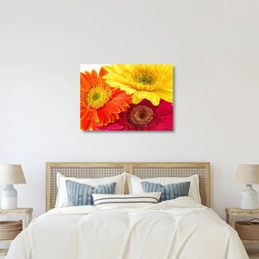 Tablou pe sticlă - Flori Gerbery (70x50 cm)