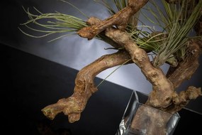 Aranjament floral mediu design LUX CUBE TRUNK VINE