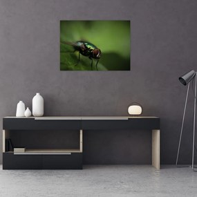 Tablou pe sticlă - Musca (70x50 cm)
