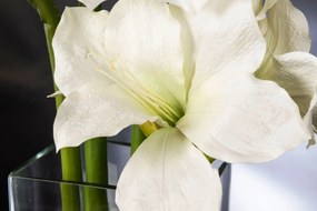Aranjament floral mediu design LUX AMARYLLIS RADISH WHITE