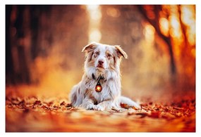 Lanternă LED pentru zgardă Amber – Orbiloc