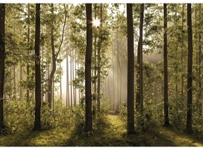 Fototapetă XXL Forest 360 x 254 cm, 4 părți