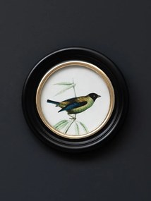 Set 3 tablouri, Colored Birds