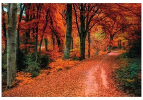 Fototapet pădure în perioada de toamnă