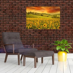 Tablou - Câmp de floarea-soarelui (90x60 cm)