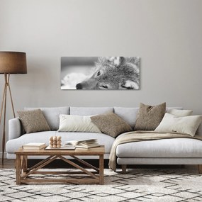 Tablou - Lup,alb-negru (120x50 cm)