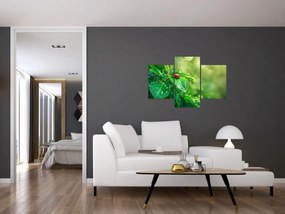 Tablou - Buburuza (90x60 cm)