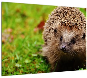 Tablou cu arici (70x50 cm)