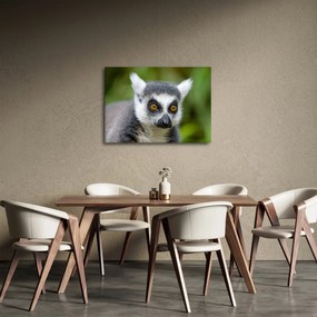 Tablou cu lemur (70x50 cm)
