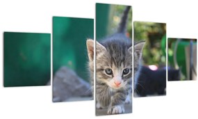 Tablou cu pisicuțe (125x70 cm), în 40 de alte dimensiuni noi