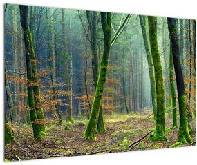 Tablou cu pădure (90x60 cm)