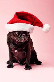 Fotografie Grumpy Pug Wearing a Christmas Hat, ClarkandCompany