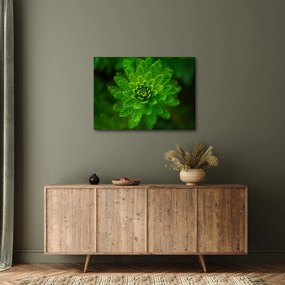 Tablou cu coniferi (70x50 cm)