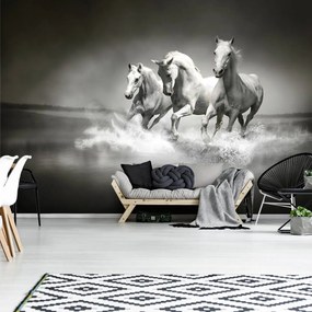 Fototapet - Caii (152,5x104 cm)