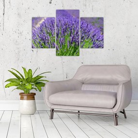Tablou - lavanda (90x60 cm)