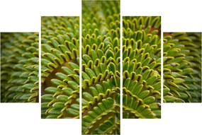 Tablou - Fern (150x105 cm)