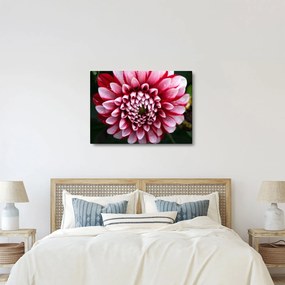 Tablou cu dalie roz (70x50 cm)