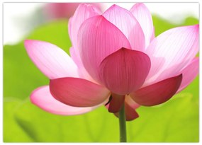 Tablou cu flori de lotus (70x50 cm)