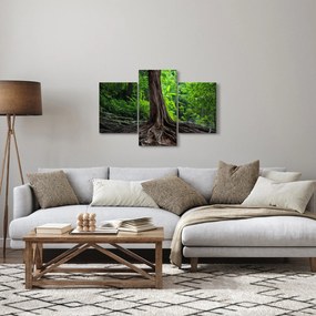 Tablou - Copac bătrîn cu rădăcini (90x60 cm)