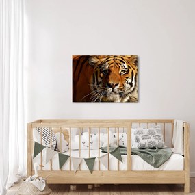 Tablou cu tigrul (70x50 cm)