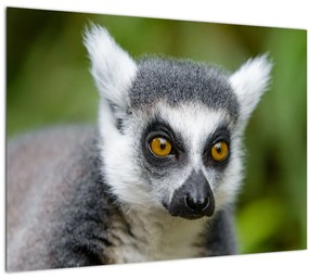 Tablou pe sticlă cu lemur (70x50 cm)